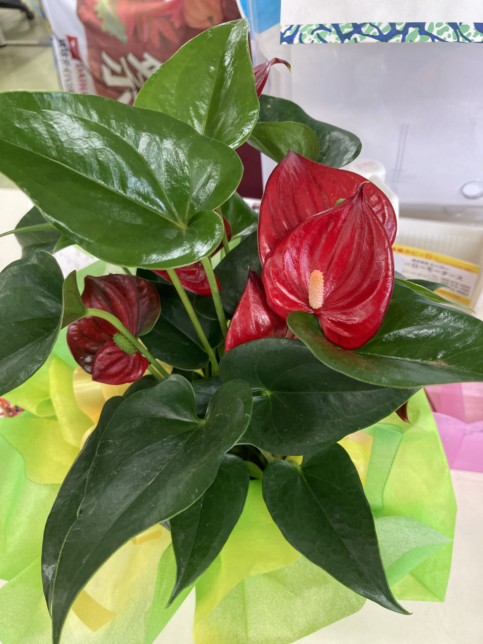 ＊６月のお花＊