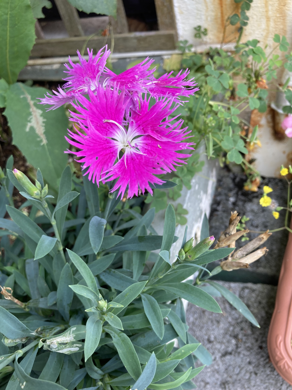 ﾋﾟﾝｸIMG_5257
